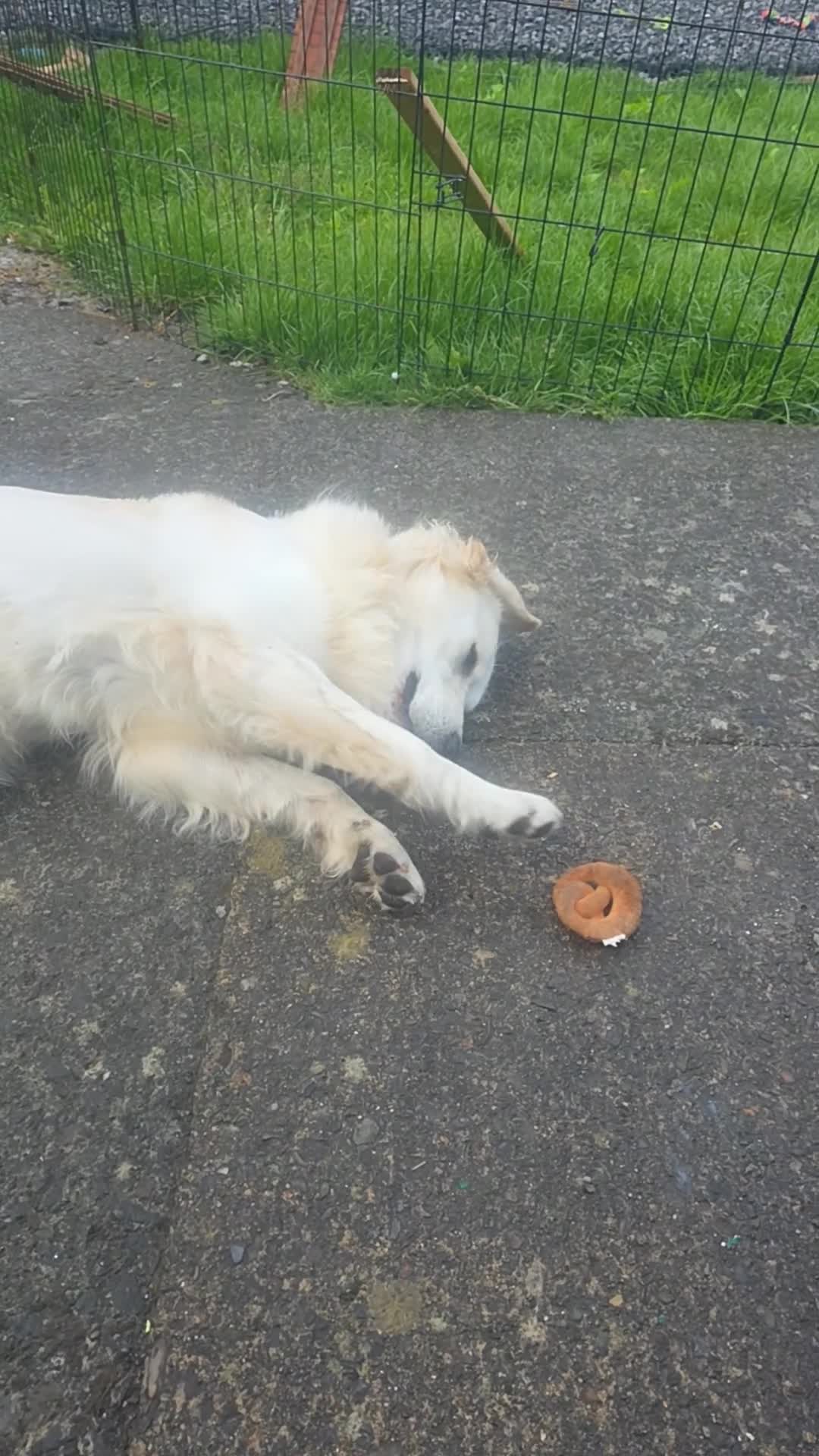 Golden Retriever dogs for sale: Gorgeous 11 month old male very reluctant sale - Video 1