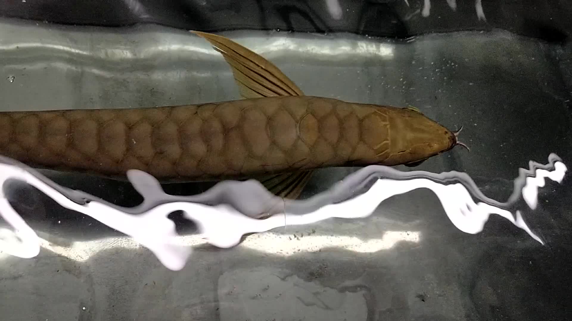 Cichlids fish for sale: Golden high back arrowana  - Video 1