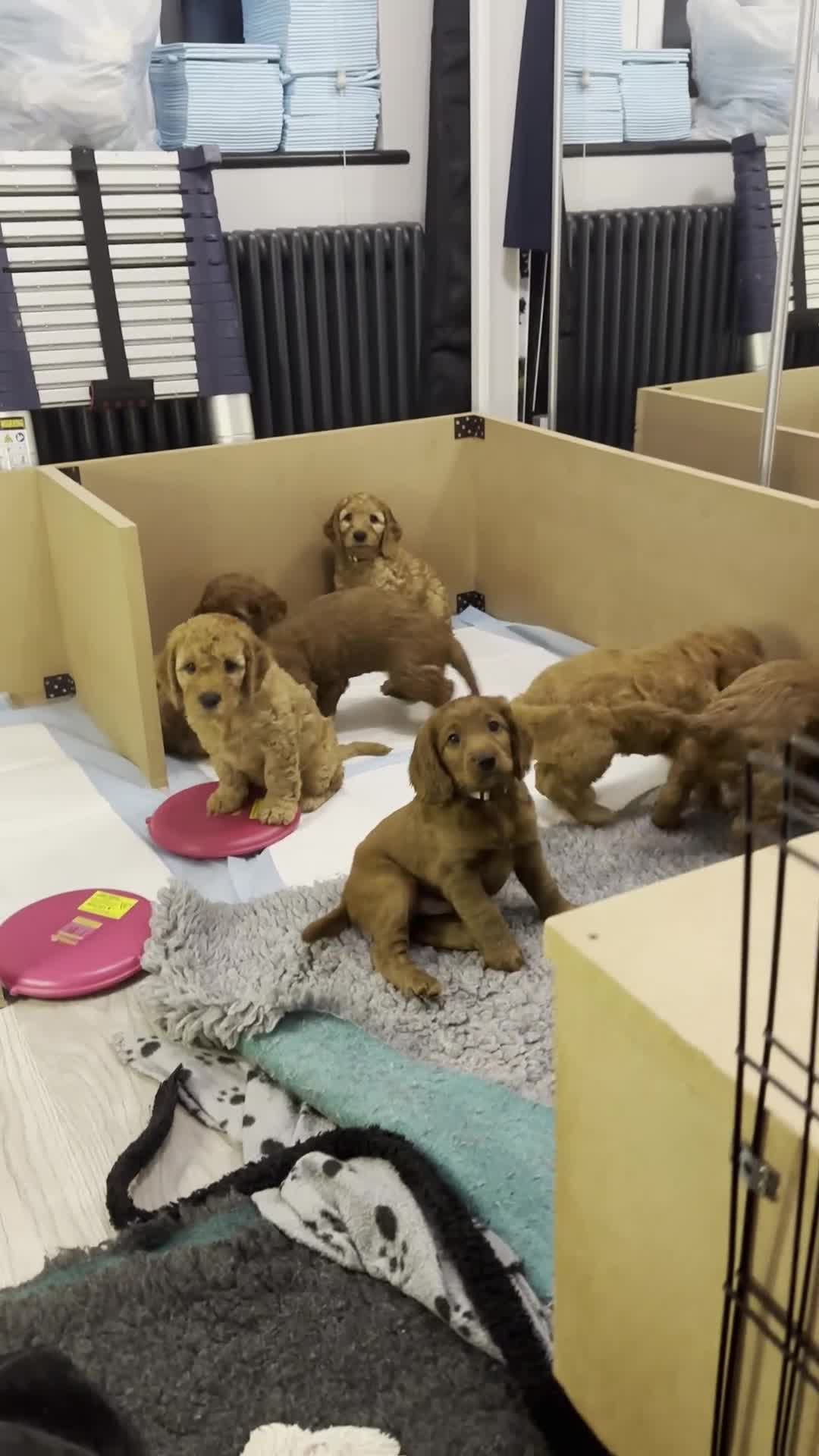 Cockapoo dogs for sale: 5 Gorgeous F2 Cockapoo Puppies Remaining!! 🐶 - Video 1