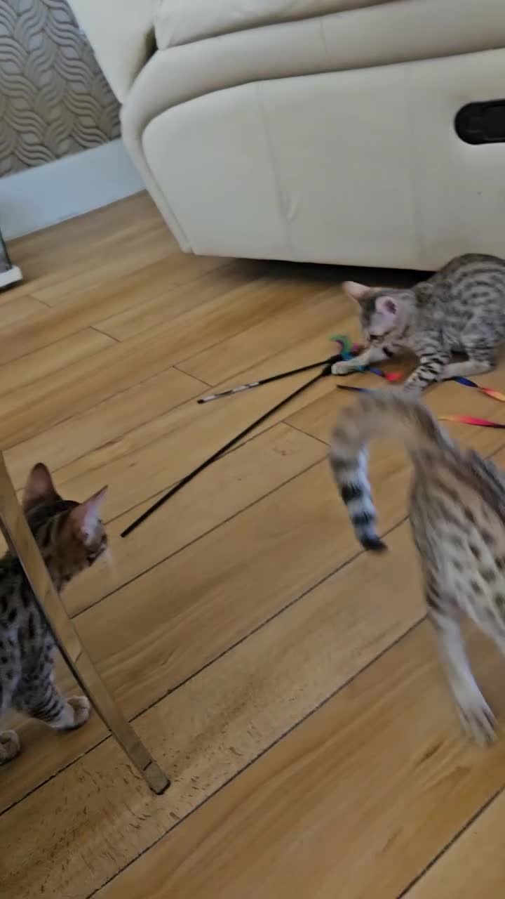 Savannah cats for sale: 3 beautilful F5 Savannah kittens - Video 2