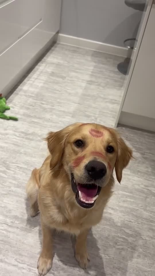 Golden Retriever dogs for sale: Beautiful KC REGISTERED GOLDEN RETERIVER MALE  - Video 1