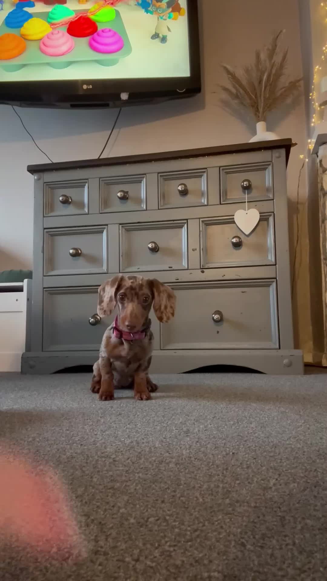 Miniature Dachshund dogs for sale: Miniature Dachshund - Isabelle dapple  in Bingley - Video 2