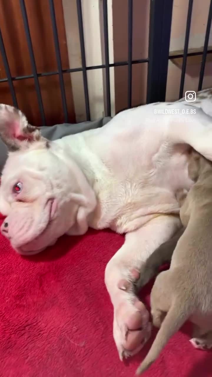 Olde English Bulldogge dogs for sale: 3 male puppy Olde English Bulldogges left - Video 3