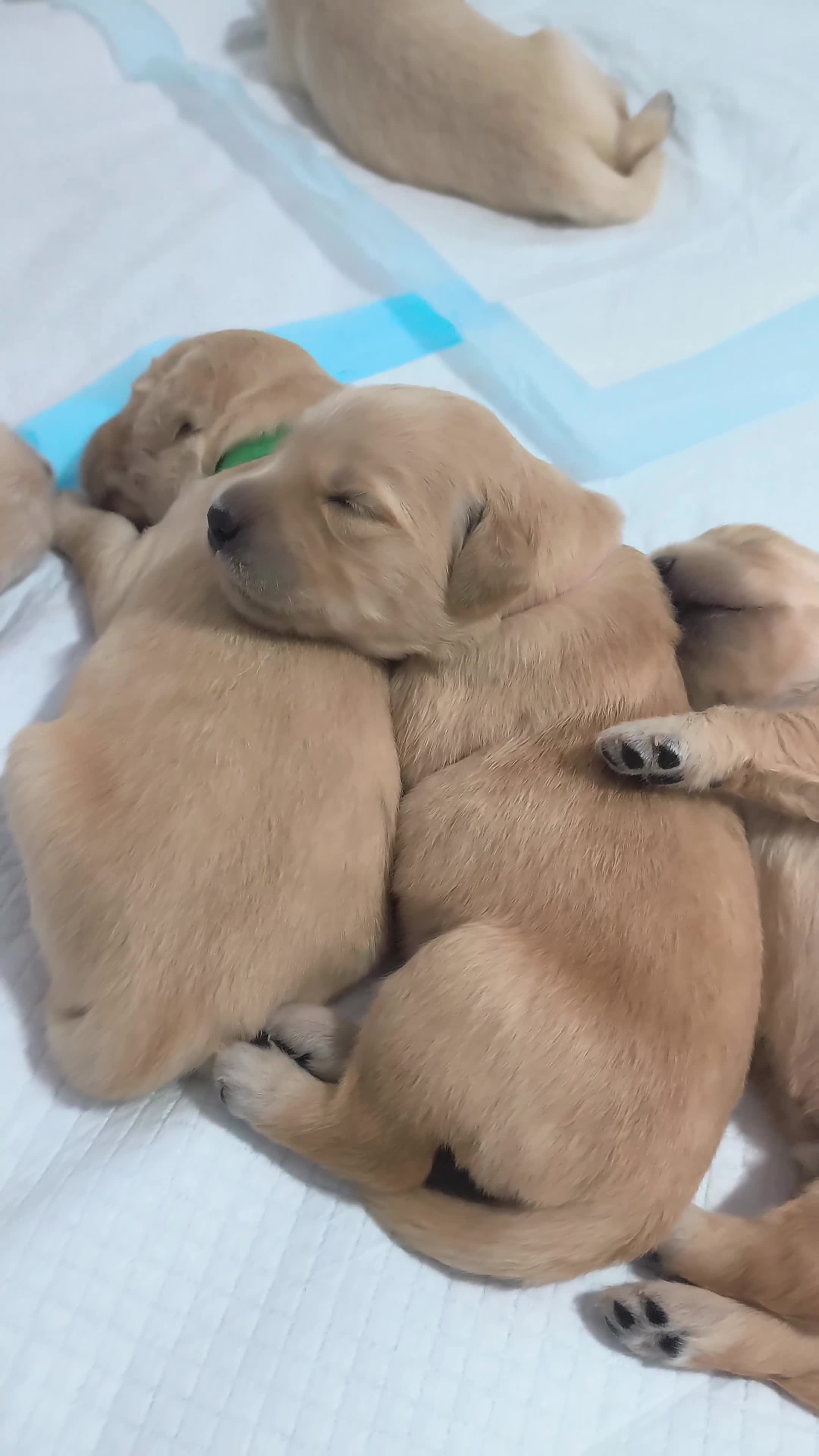 Golden Retriever dogs for sale: Gorgeous golden retriever puppies 🐕 - Video 4