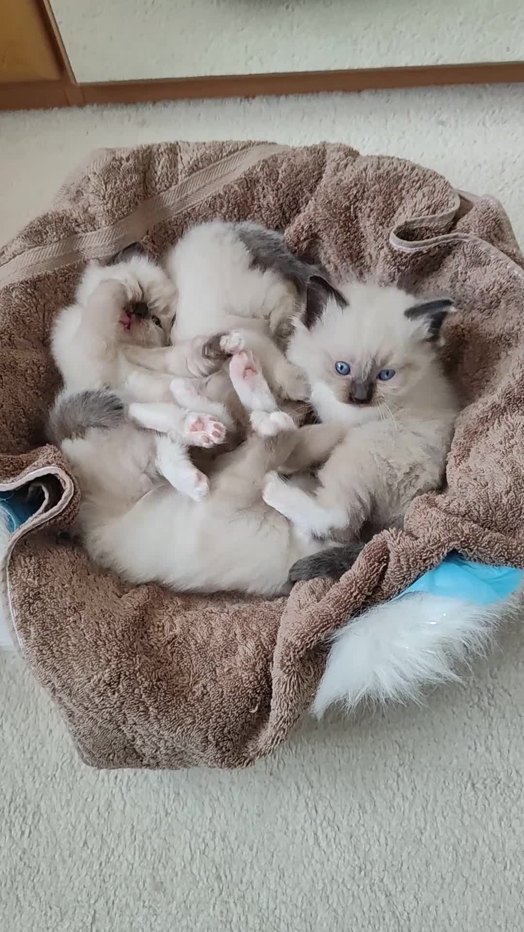 Ragdoll cats for sale: 4 beautiful ragdoll kittens for sale - Oxford - Video 5