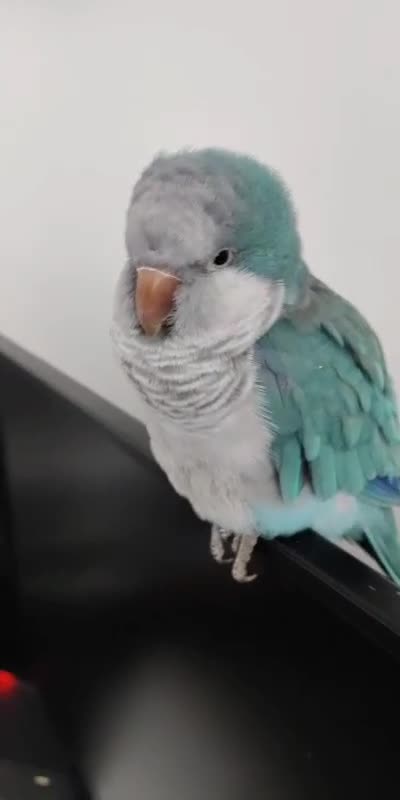 Parrots birds for sale: Semi-Tamed Quaker Parrot For Sale - Video 1