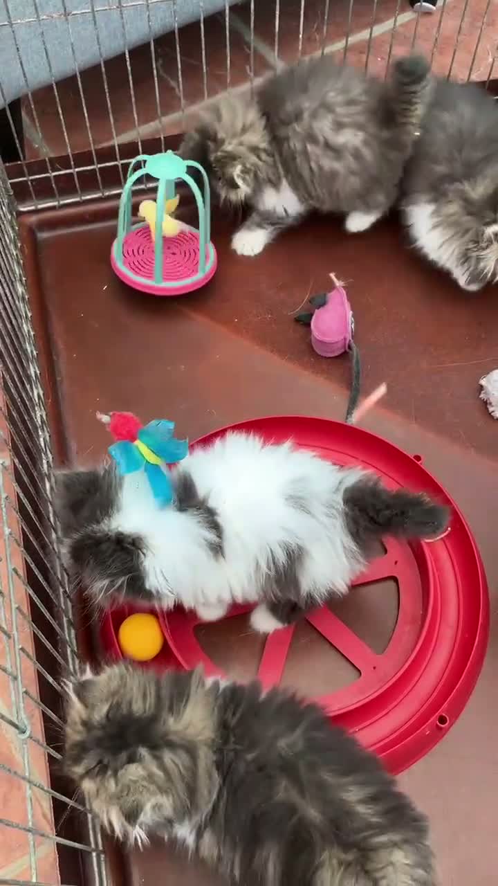 Persian cats for sale: Adorable GCCF registered Persian kittens - Video 1