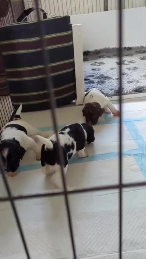 English Springer Spaniel dogs for stud: Stud: Proven KC reg, English Springer Spaniel in Tidworth - Video 1