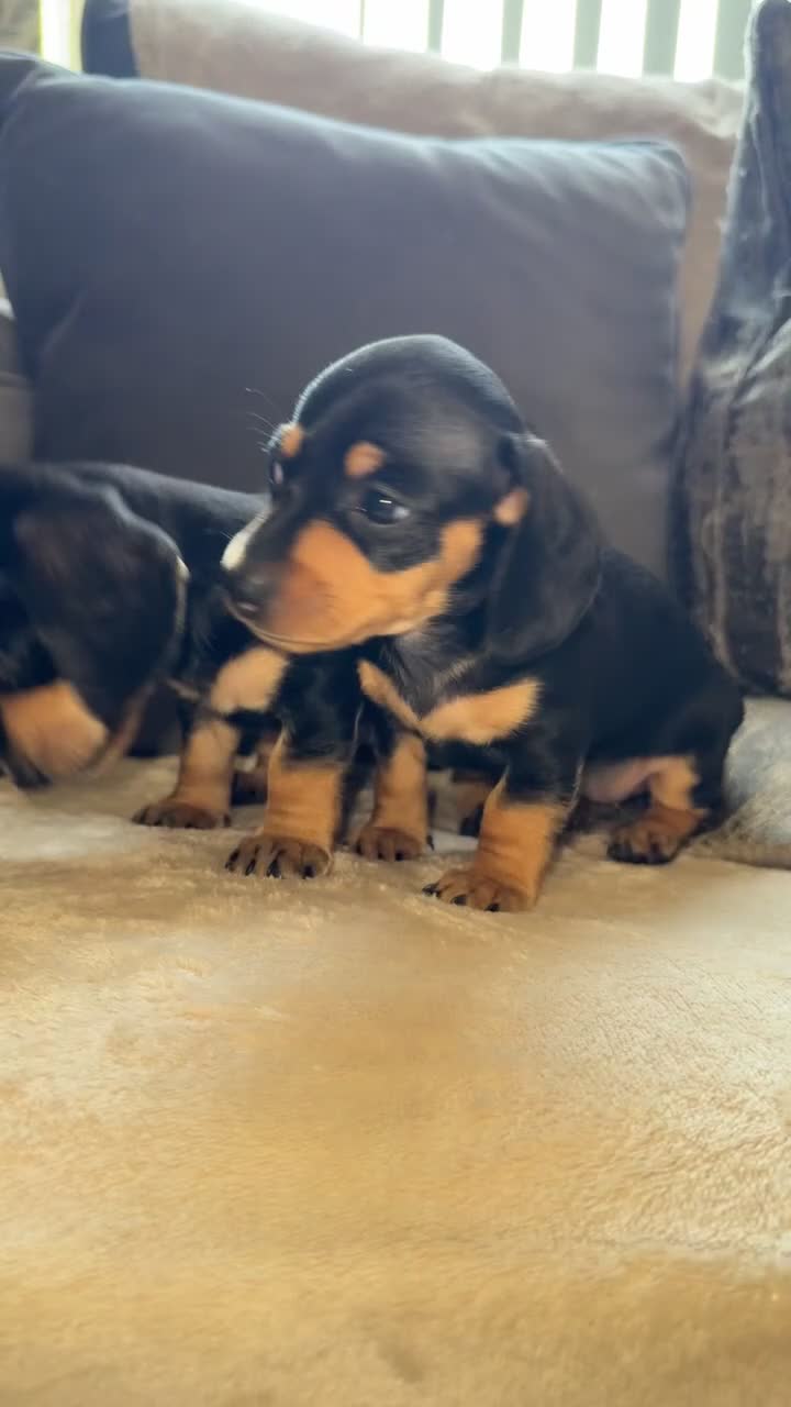 Miniature Dachshund dogs for sale: Two girl miniature daschunds - Video 2