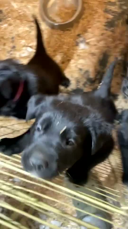 Borador dogs for sale: 6 beautiful collie cross lab puppies for sale!! - Video 1