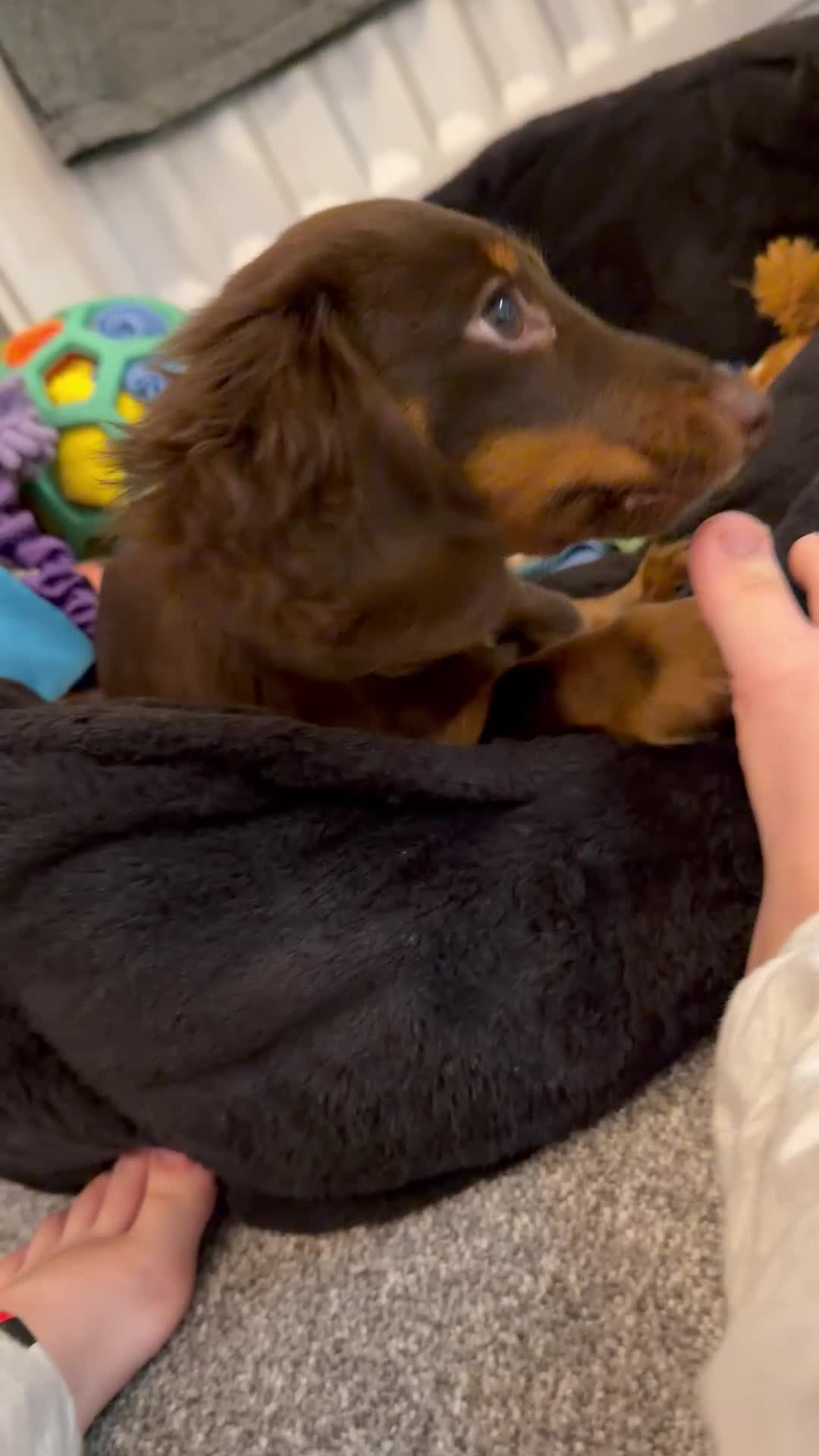 Miniature Dachshund dogs for sale: Beautiful KC Registered Miniature Dachshund Puppy - Video 1