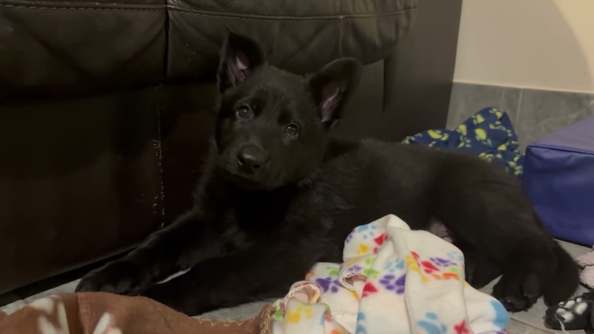 German Shepherd dogs for sale: Fully health tested German shepherd Puppies. - Video 1