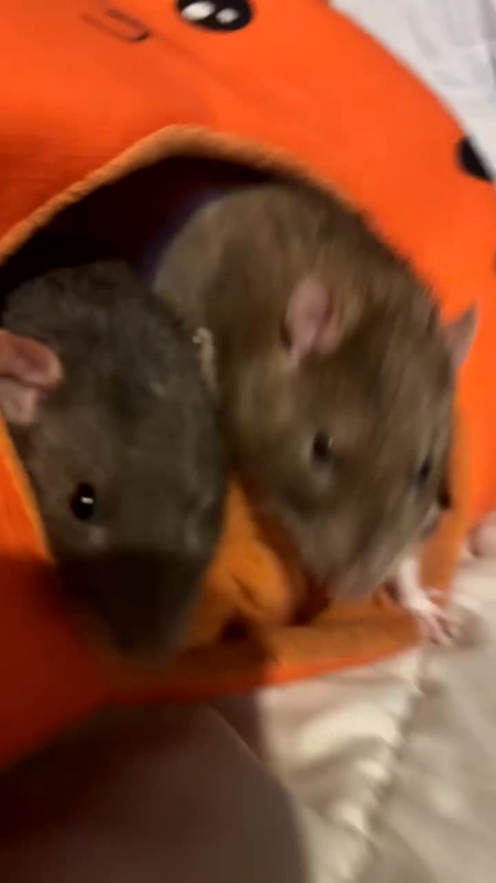 Rat rodents for sale: Two males for rehoming in Plymouth - Video 1
