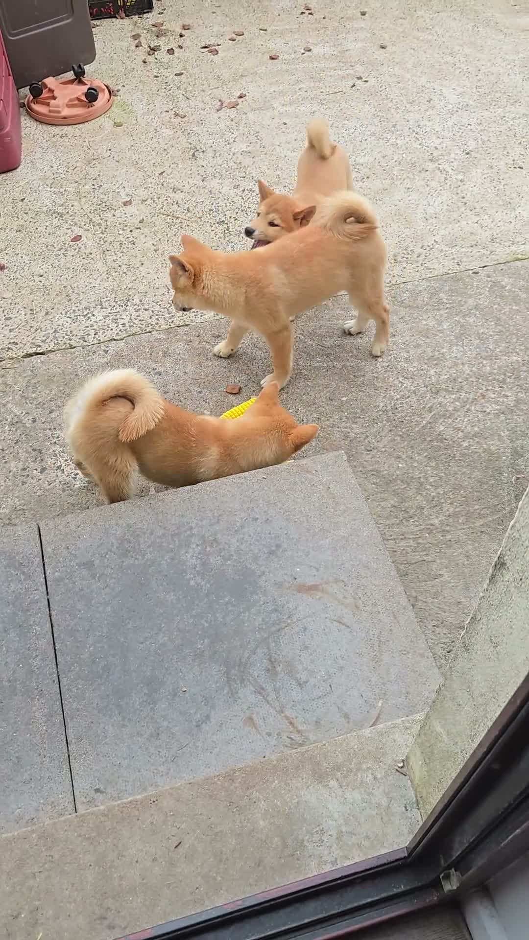 Japanese Shiba Inu dogs for sale: Foxy little shibas - Video 2