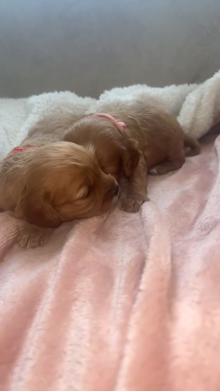 Cavapoo dogs for sale: F1 Cavapoos  - Video 1