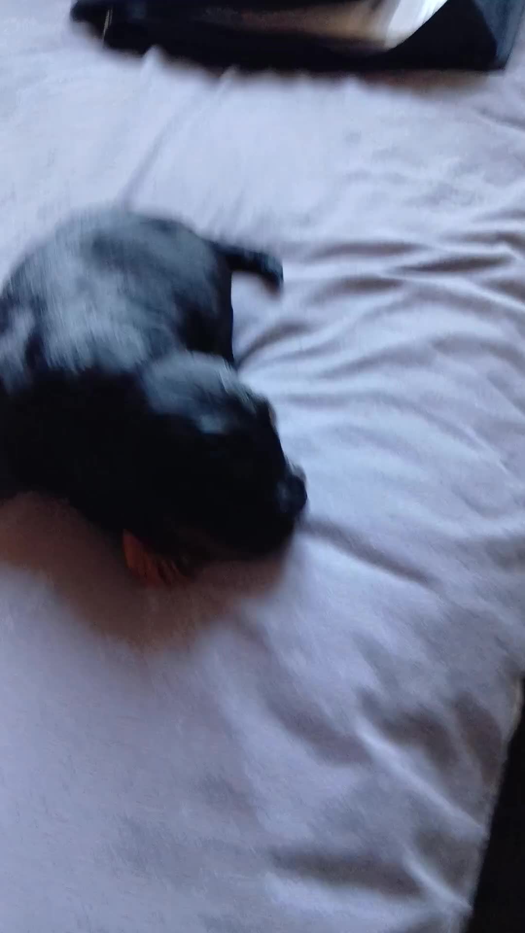 Cocker Spaniel dogs for sale: Cocker spaniel  - Video 1