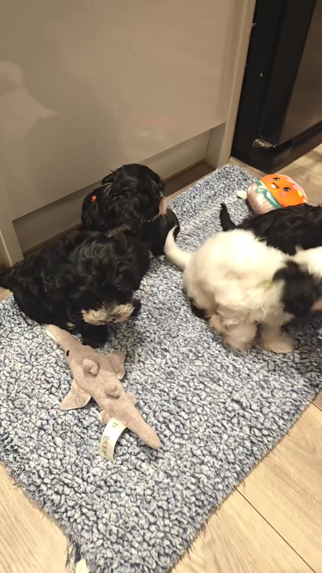 Havanese dogs for sale: Beautiful litter of pedigree havanese for sale - Video 2