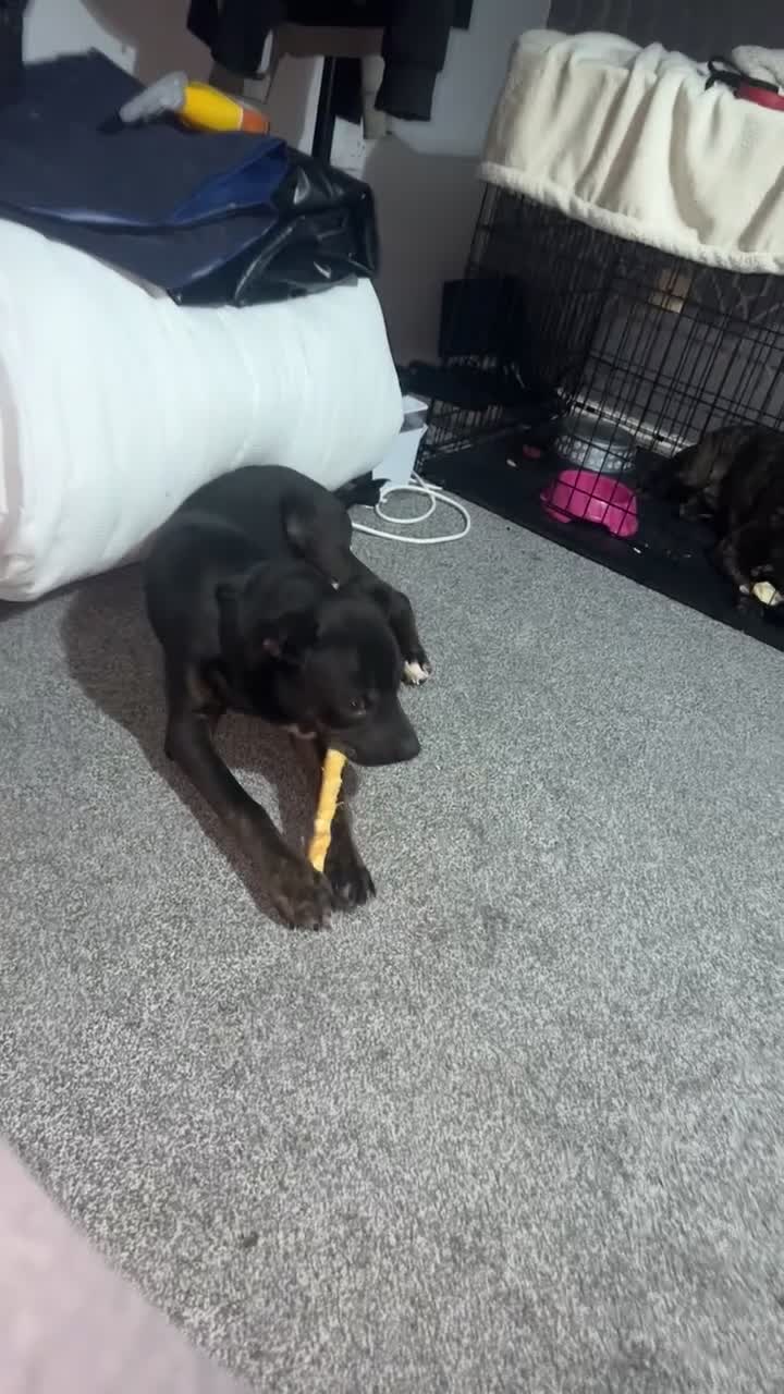 Golden Shepherd dogs for sale: Meet Tyson ❤️ - Video 1