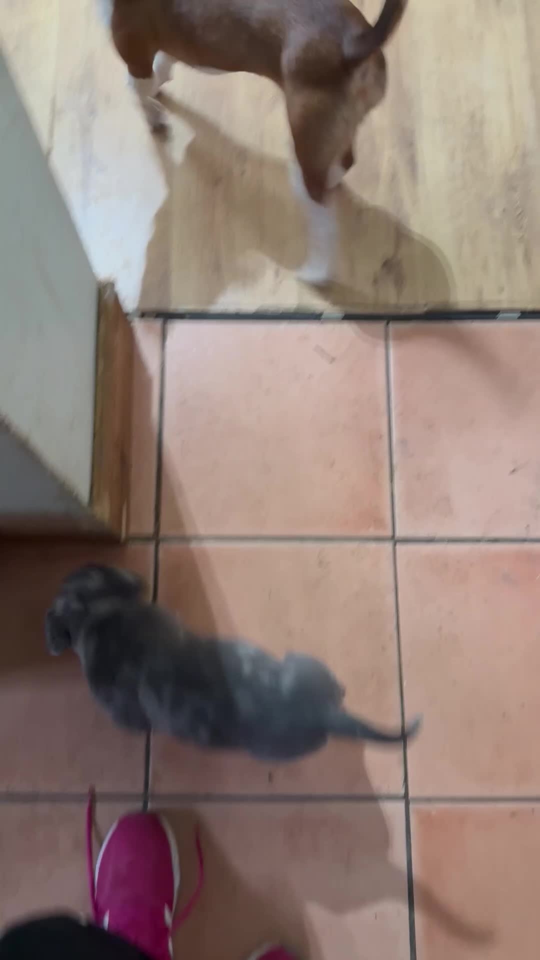 Mixed Breed dogs for sale: Cane Corso Puppies  - Video 1