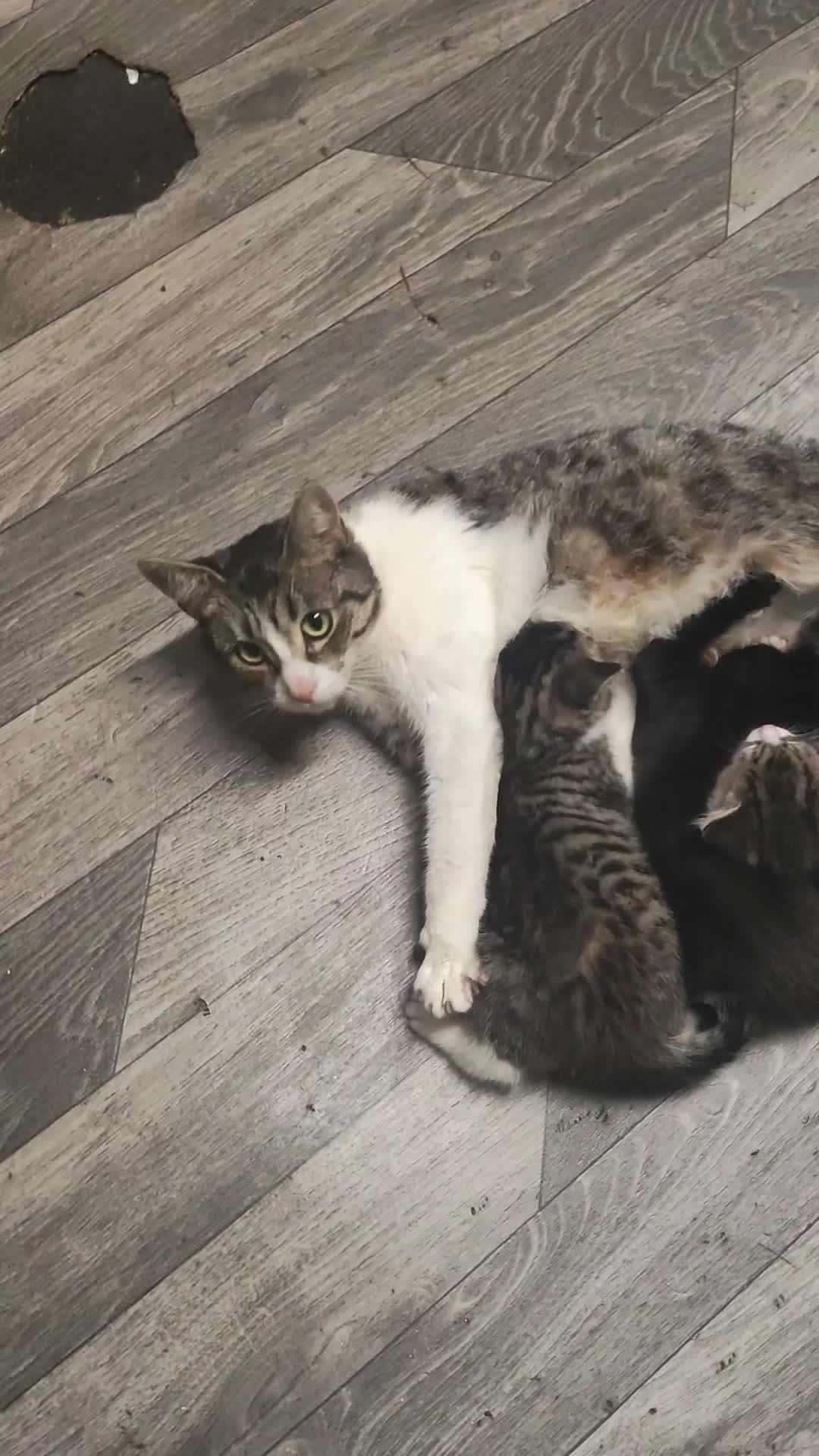 Bombay cats for sale: Playful and lovely  - Video 2