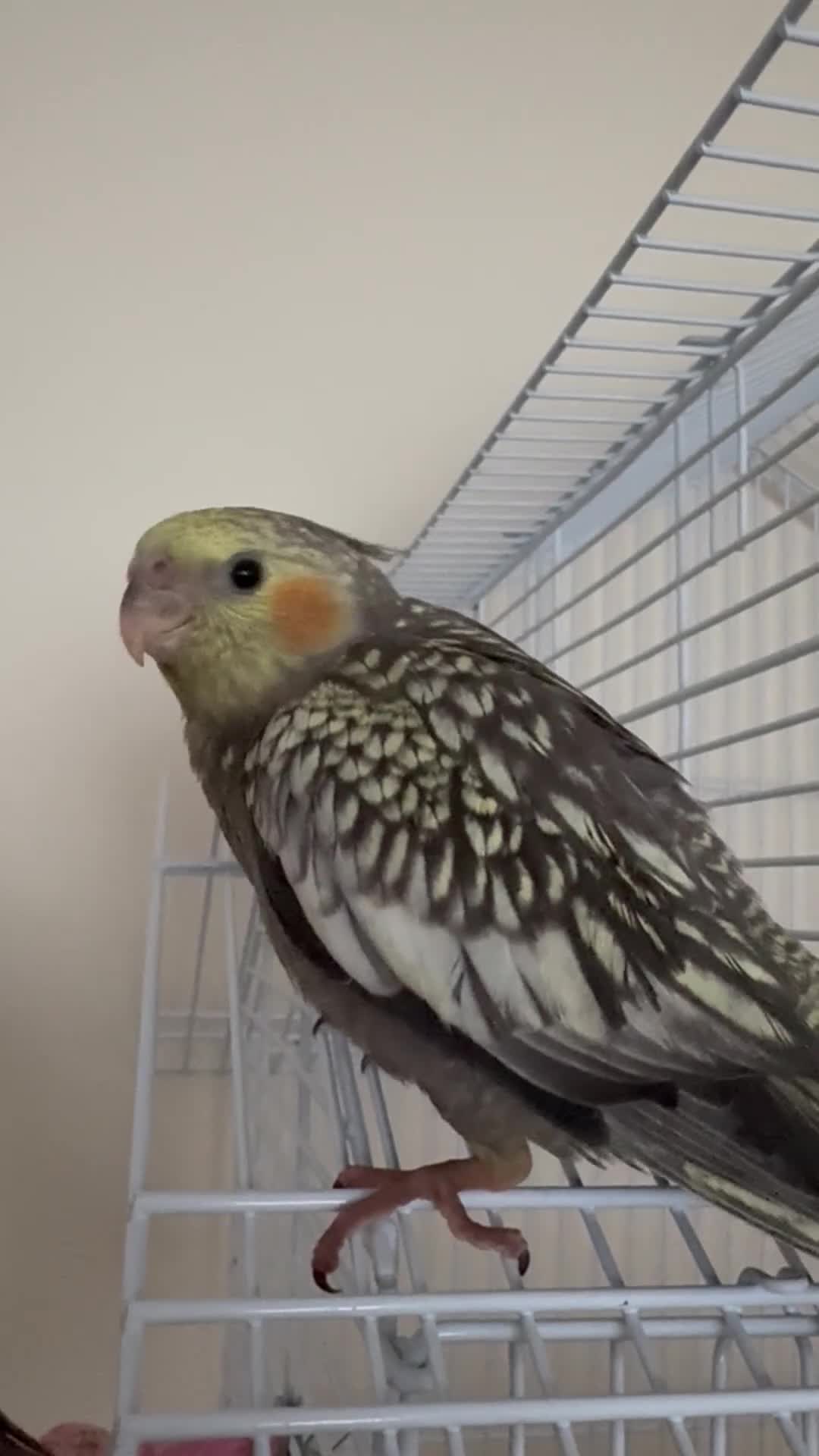 Cockatiels birds for sale: 2 female cockatiels DNA tested  - Video 2