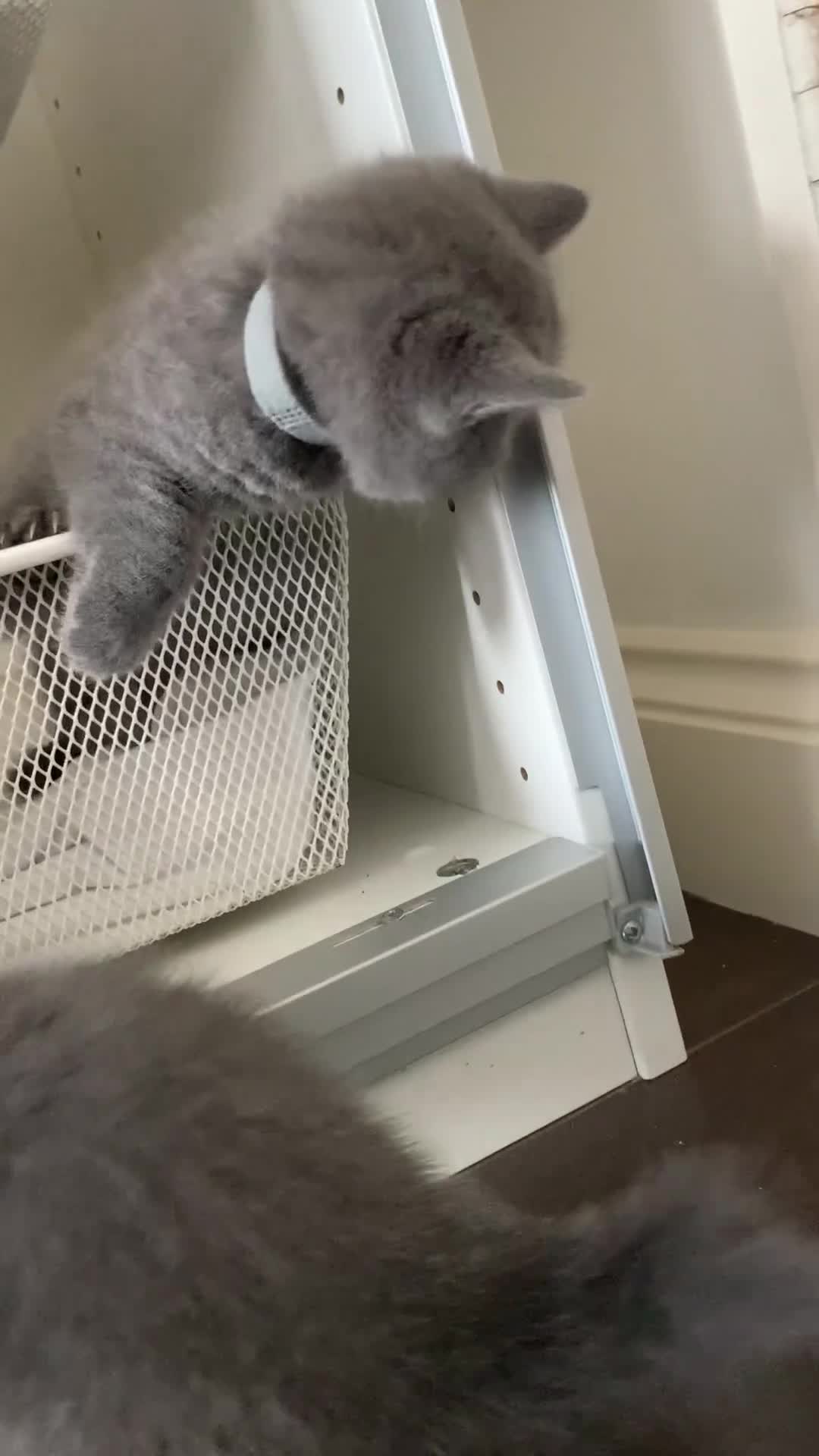 British Shorthair cats for sale: British Shorthair Kittens – Sweet Round Faces 🐻💛 - Video 2