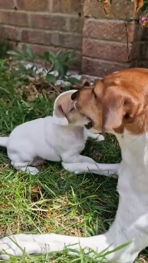 Jack Russell dogs for sale: One beautiful Jack Russel puppy - Video 1
