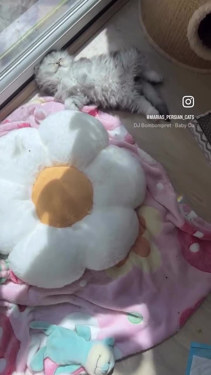 Persian cats for sale: 🎀4 BOYS LEFT!!🎀Persian Chinchilla Kittens 💎💎 - Video 2