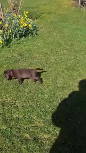 Field Spaniel dogs for sale: F2 Field Pups Cute & Ready for Their New Families  in Dover - Video 2