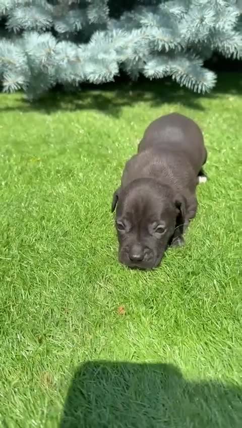 Staffordshire Bull Terrier dogs for sale: Staffordshire bull terrier puppies - Video 4