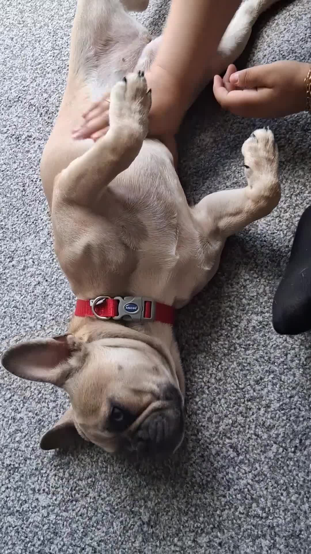 French Bulldog dogs for sale: French Bulldog for Sale - Video 5