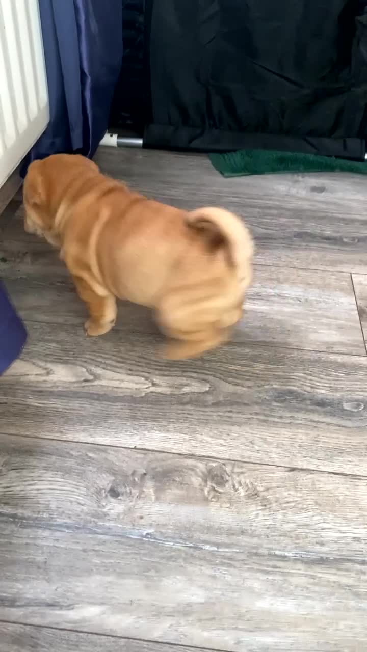 Shar Pei dogs for sale: 7 WEEKS Beautiful KC Registered Shar Pei Puppies - Video 5