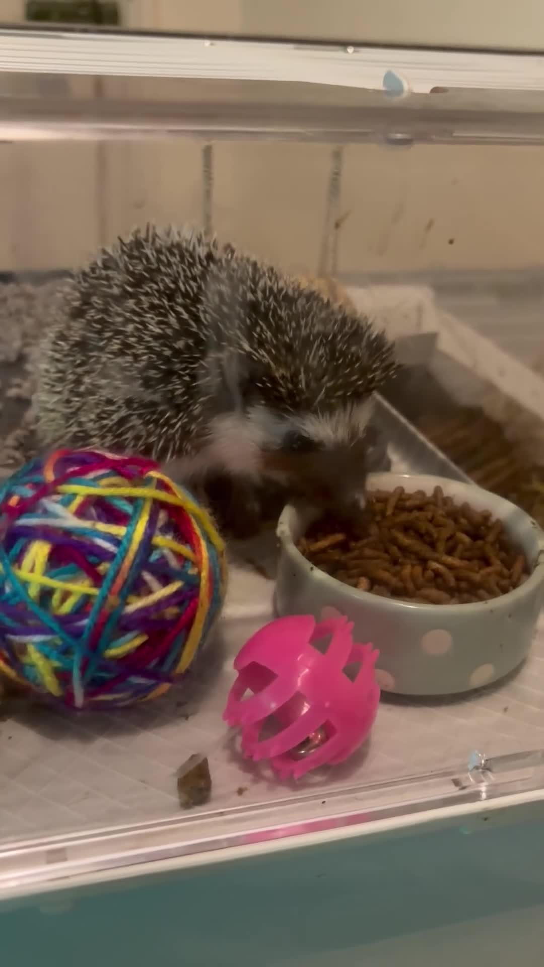 Pygmy Hedgehog rodents for sale: Pair Pygmy Hedgehogs Emergency Rehoming - Video 2