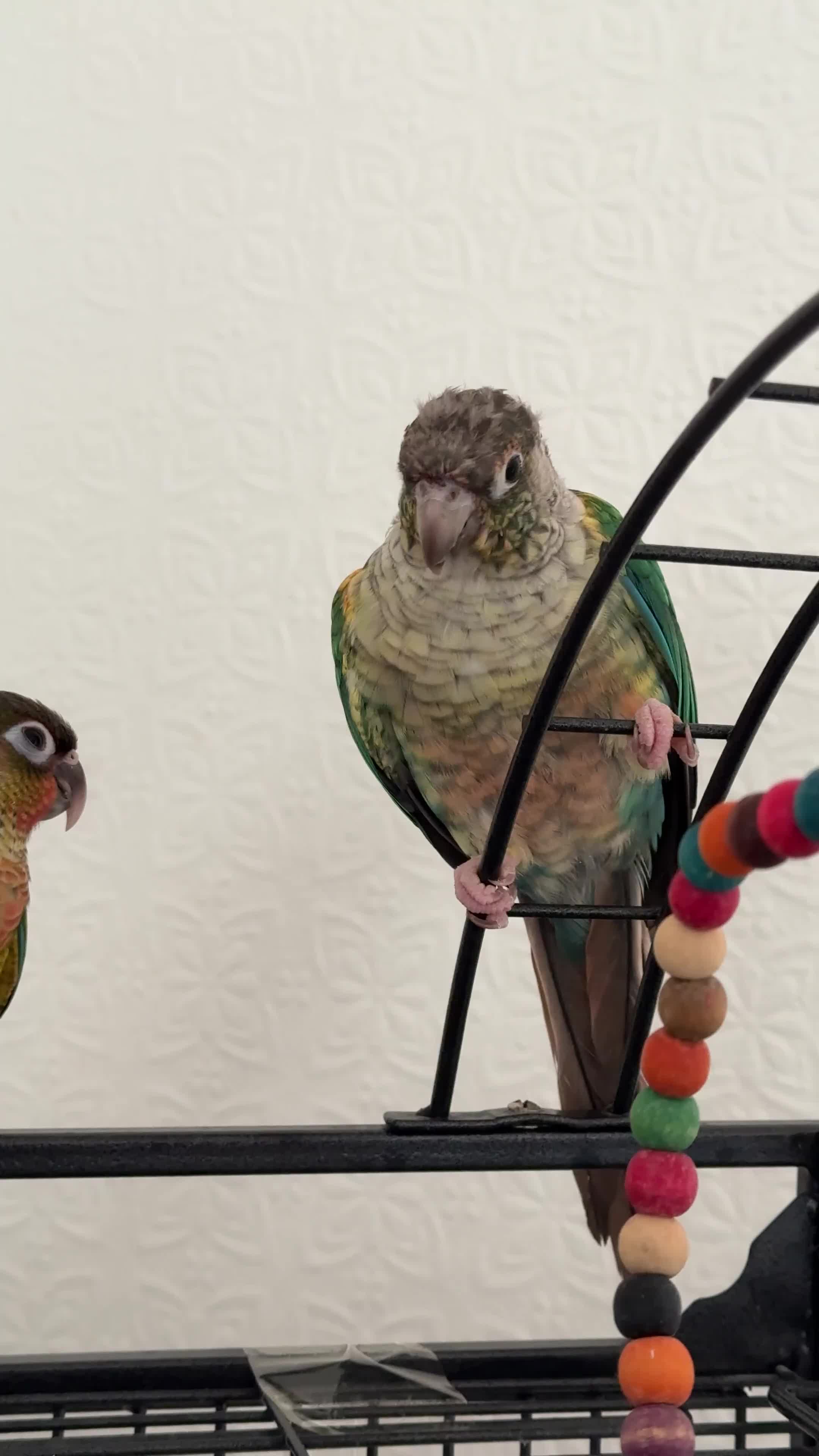 Conures birds for sale: Pair of hand reared conures - Video 1