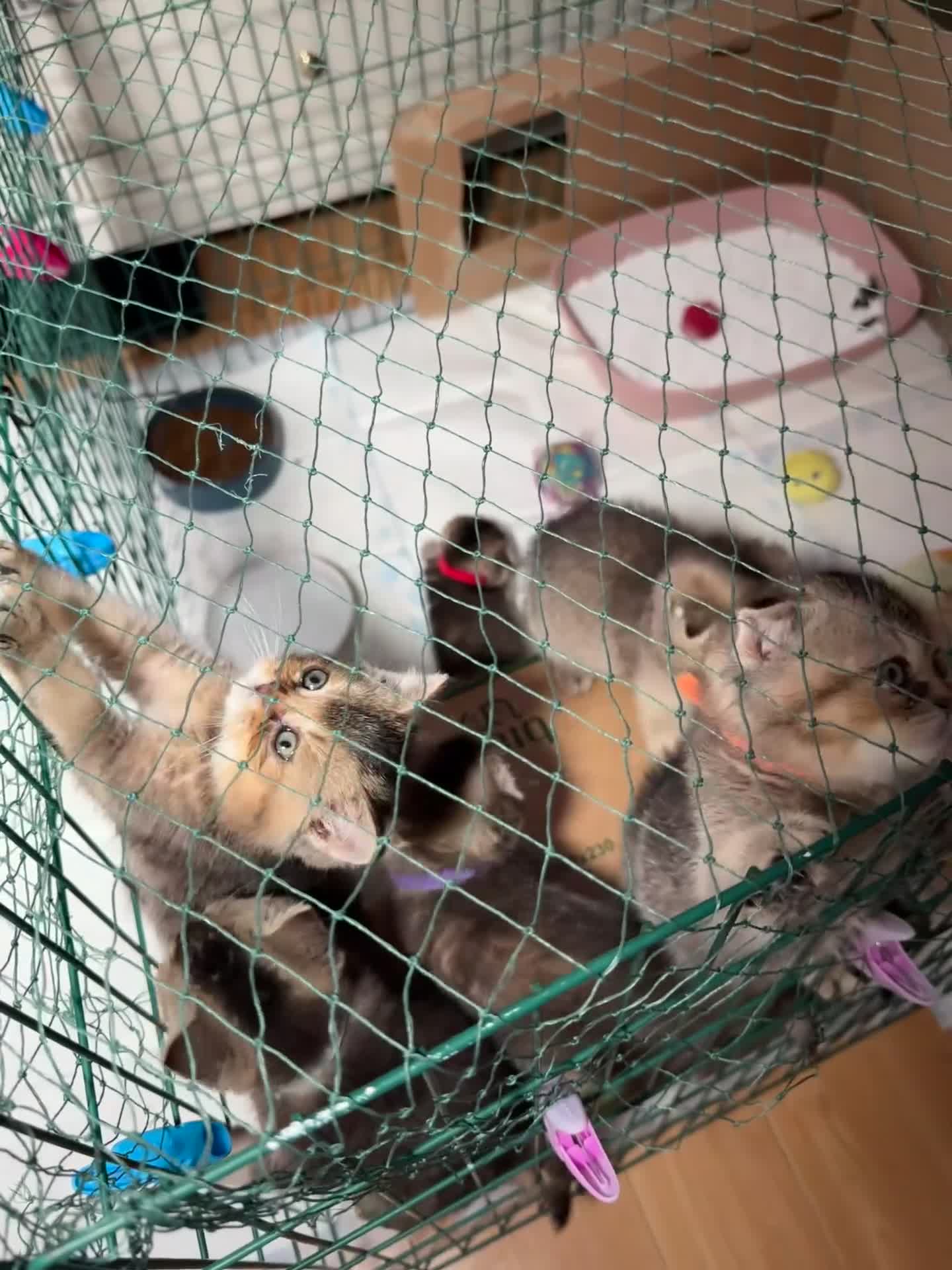 Scottish Fold cats for sale: Scottish fold and British shorthair kittens - Video 2