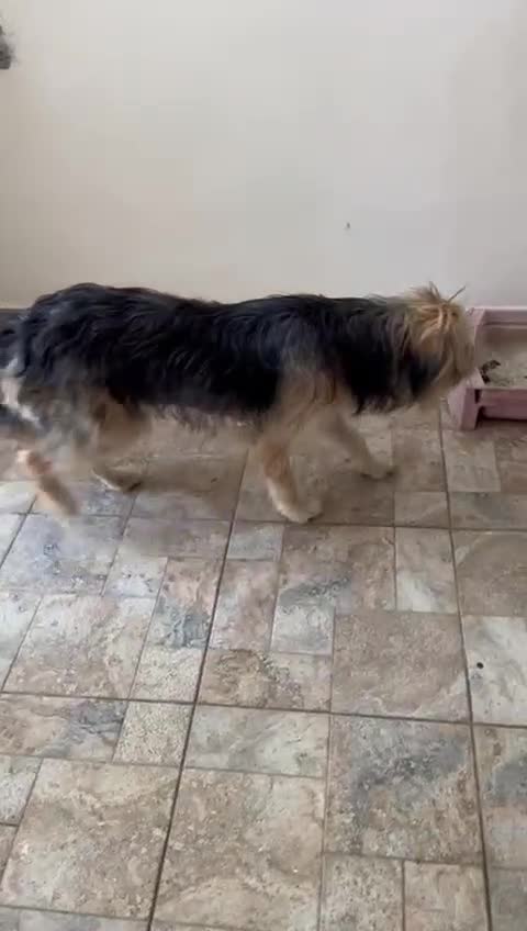 Mixed Breed dogs for adoption: YUKY - a superb little girl, for a Loving Home - Video 1