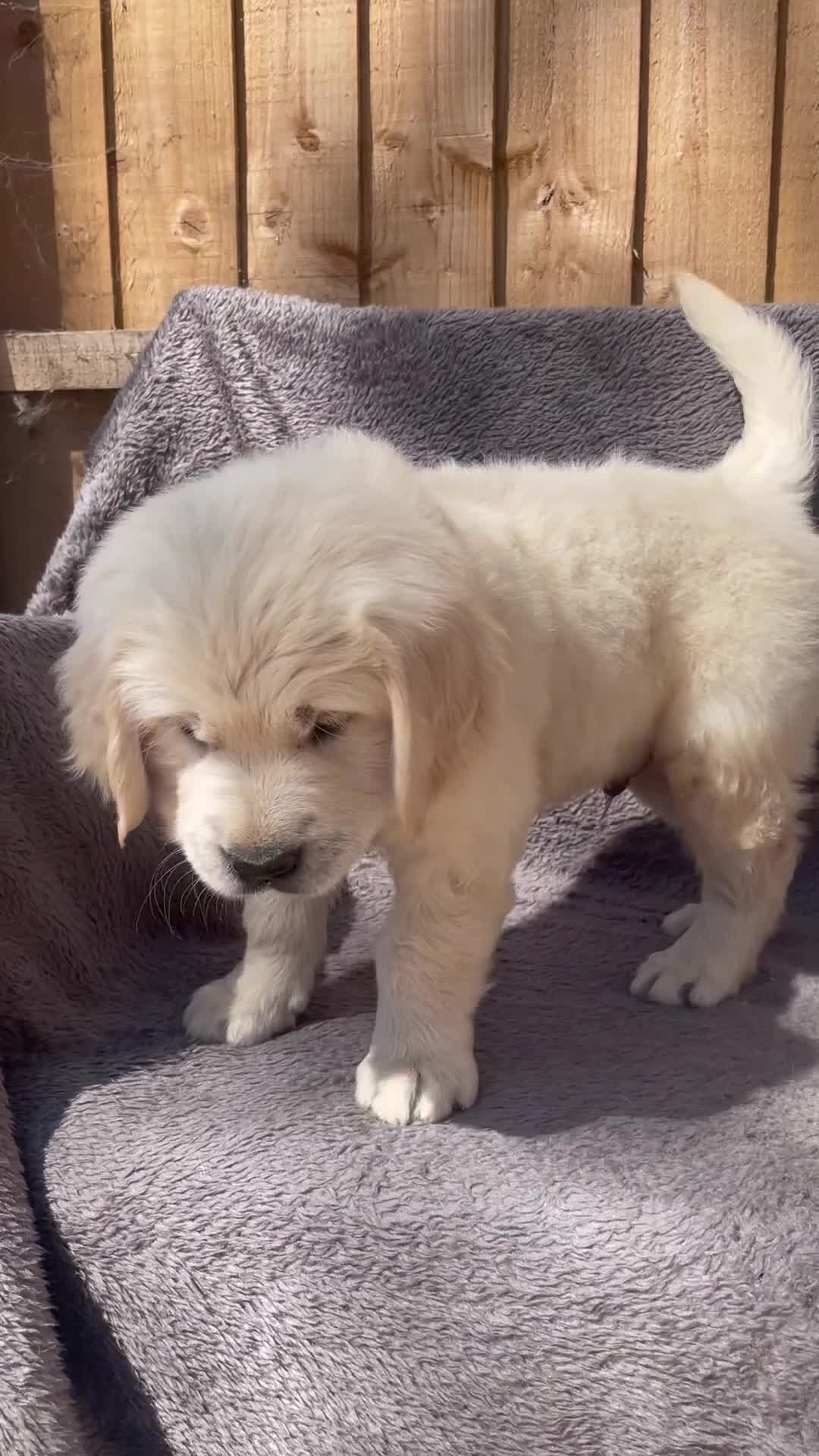 Golden Retriever dogs for sale: KC Registered Golden Retrievers in Atherstone - Video 1