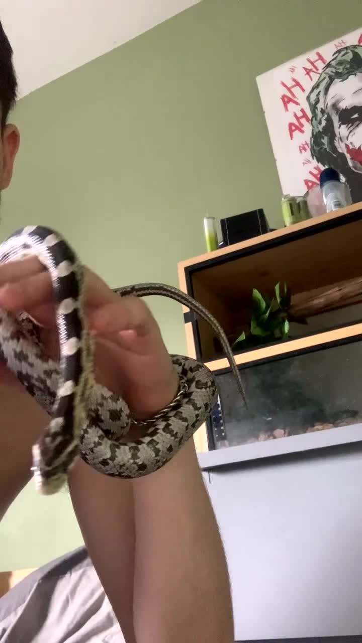 Corn Snake reptiles for sale: Cornsnake for sale (female) - Video 2