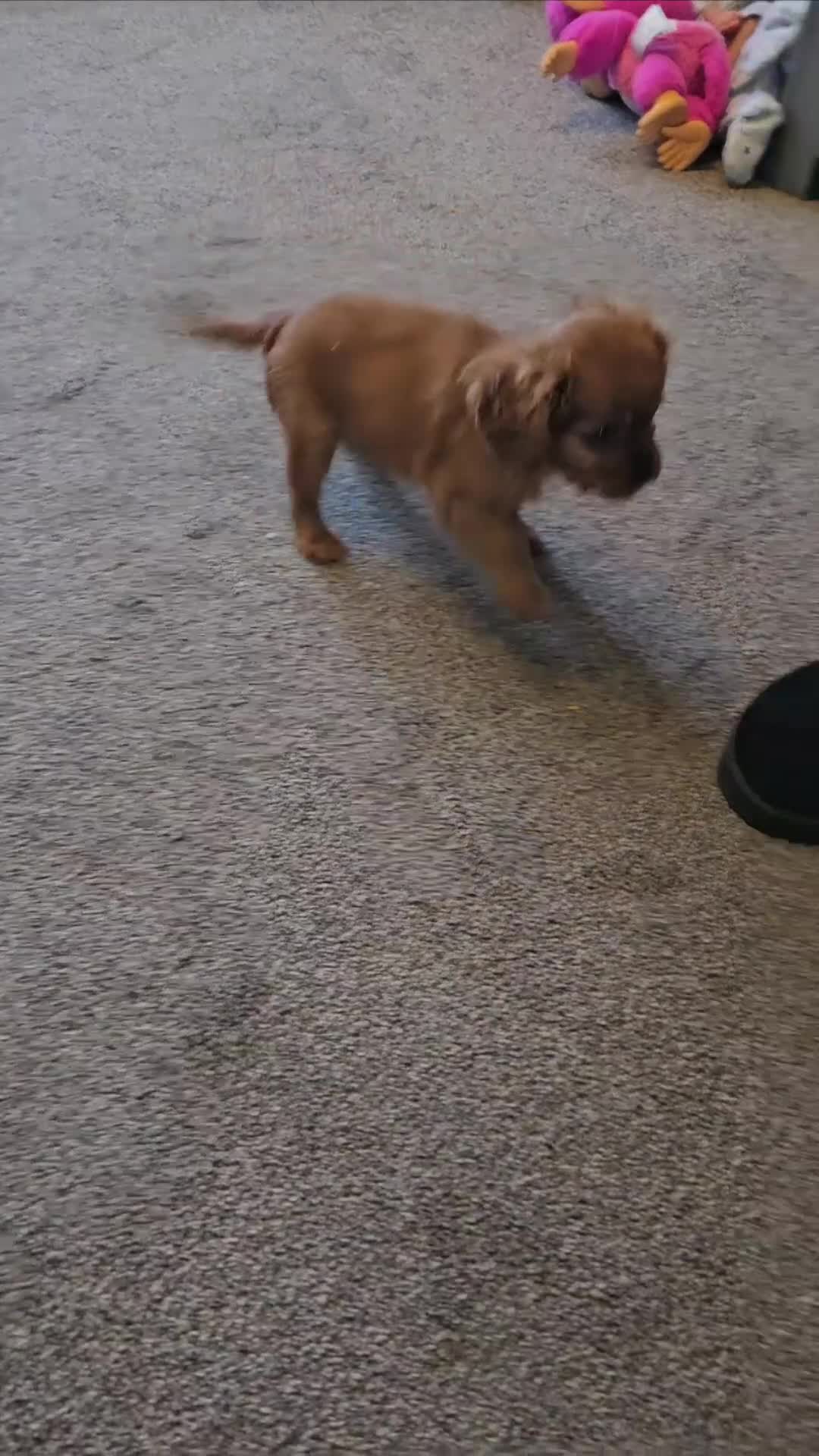 Cavalier King Charles Spaniel dogs for sale: Cavalier King Charles Spaniel Puppy  - Video 1