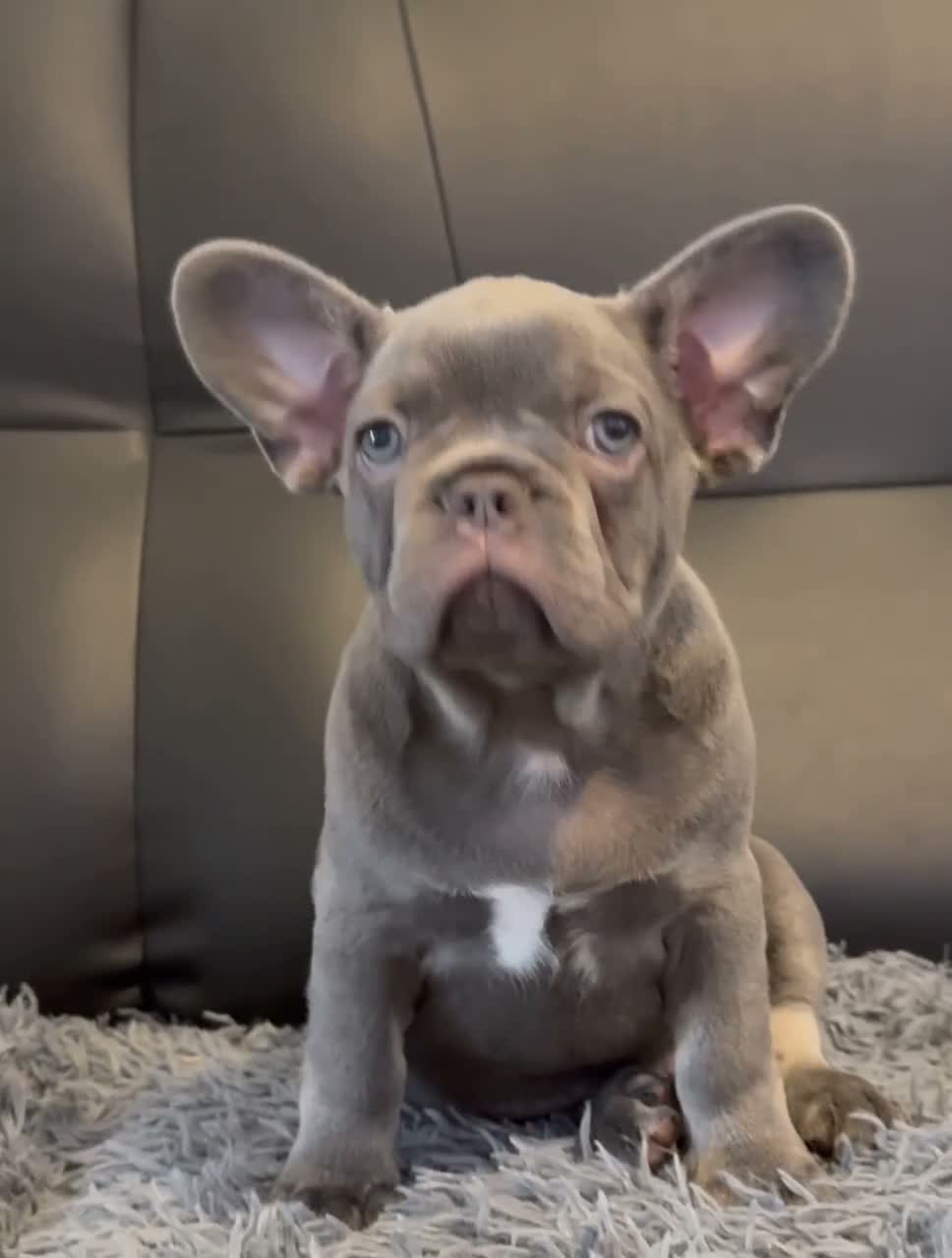 French Bulldog dogs for sale: Ready to go! Top quality French bulldogs  - Video 1