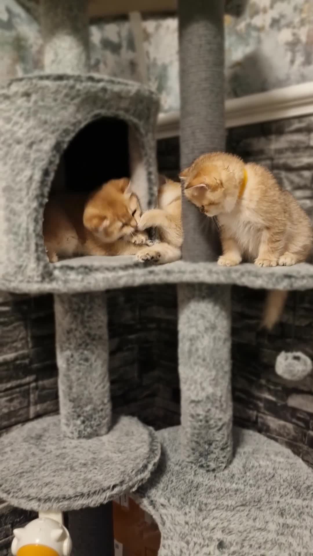 British Shorthair cats for sale: Stunning British shorthair Golden Chinchilla - Video 2