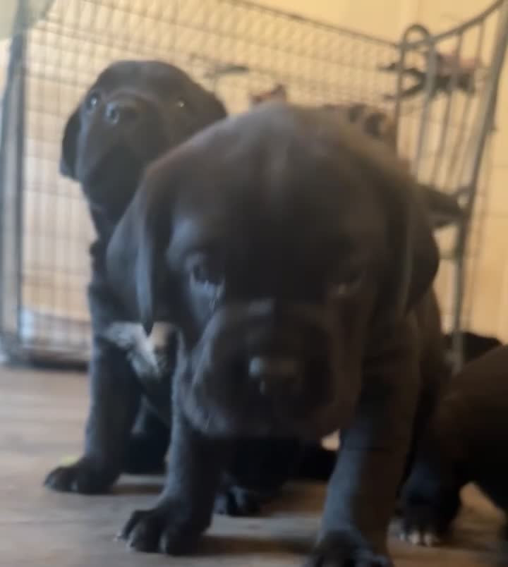 Mixed Breed dogs for sale: Labrador x corso puppies  - Video 1