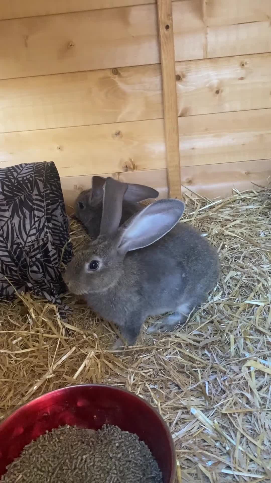 Continental Giant rabbits for sale: Continental Giants - Video 2