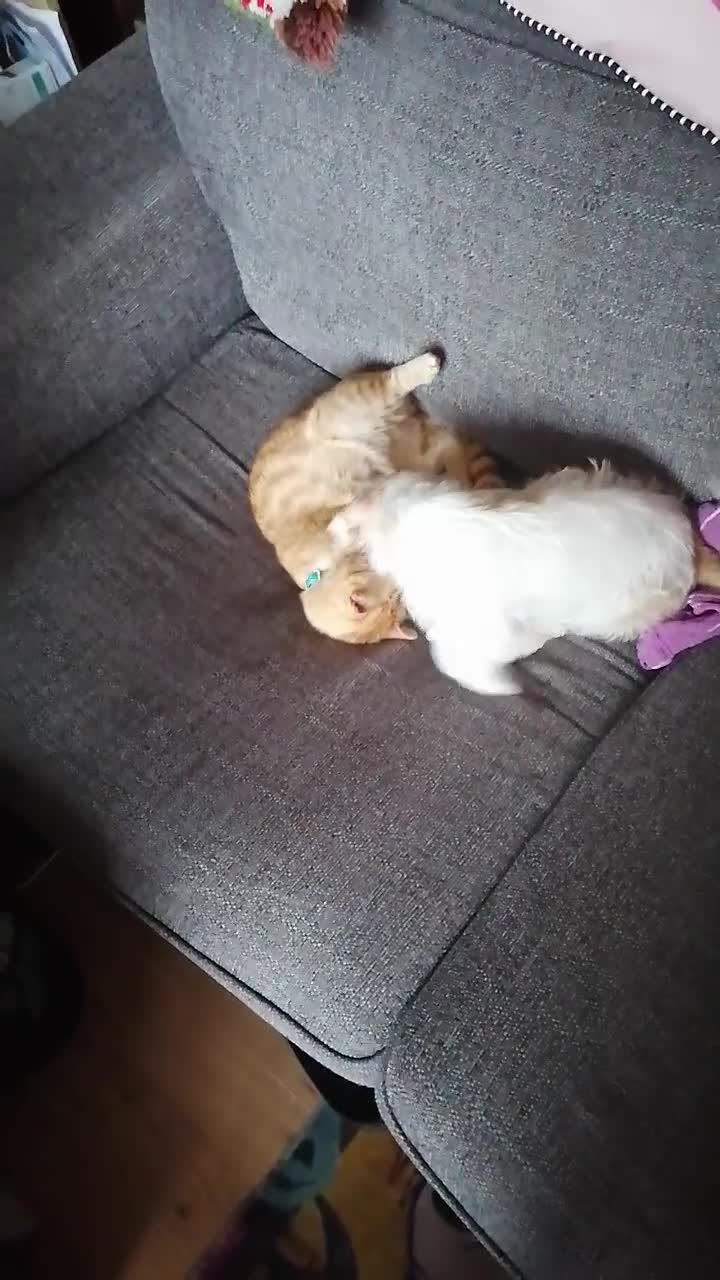 Mixed Breed dogs for sale: Boy puppies  - Video 1