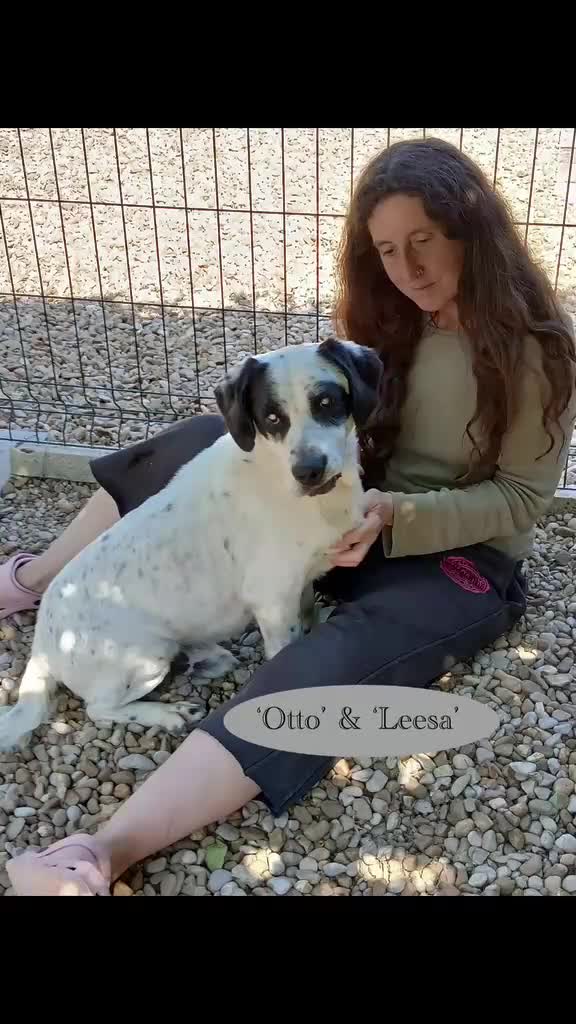 Mixed Breed dogs for adoption: Staffie wannabe OTTO, AVAILABLE FOR ADOPTION - Video 3