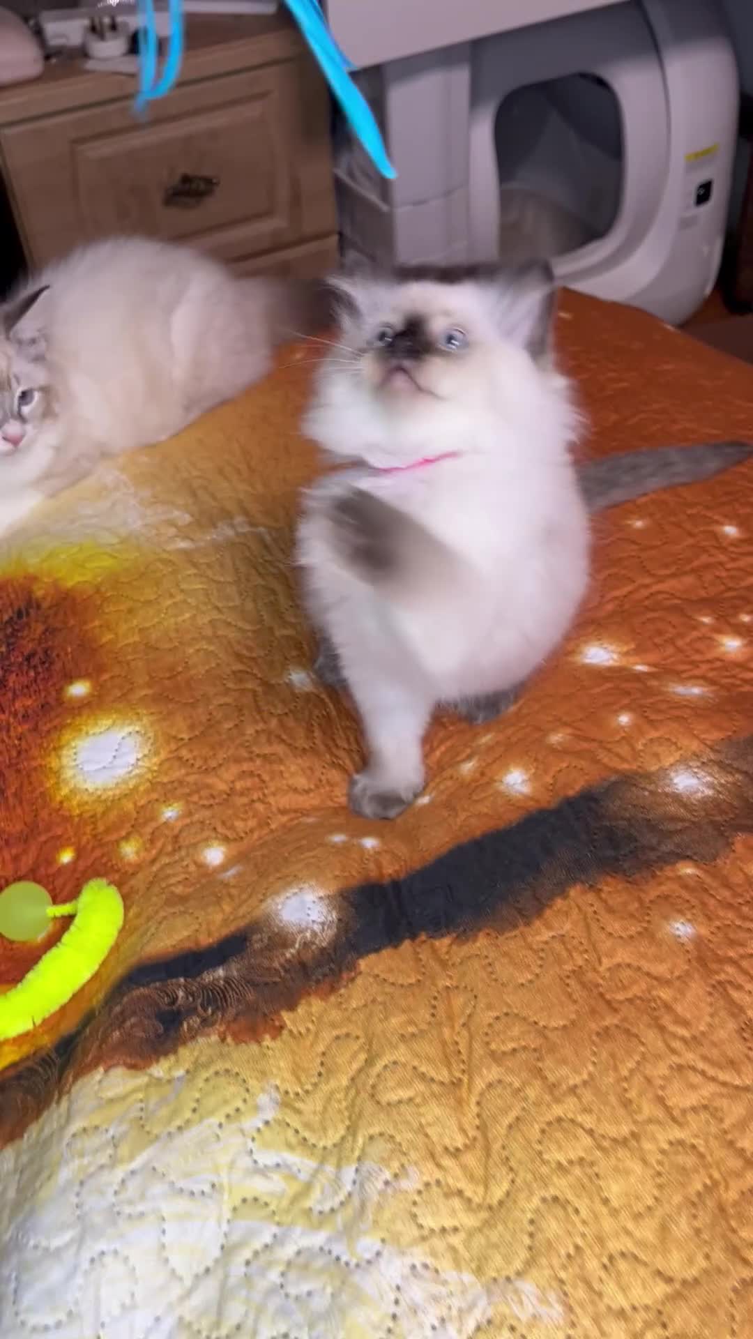 Ragdoll cats for sale: 💖Fabulous Pure Ragdoll Kittens Waiting for Love❤️ - Video 3