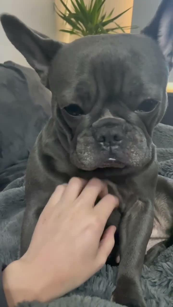 French Bulldog dogs for sale: Mother & daughter  in Liverpool - Video 1