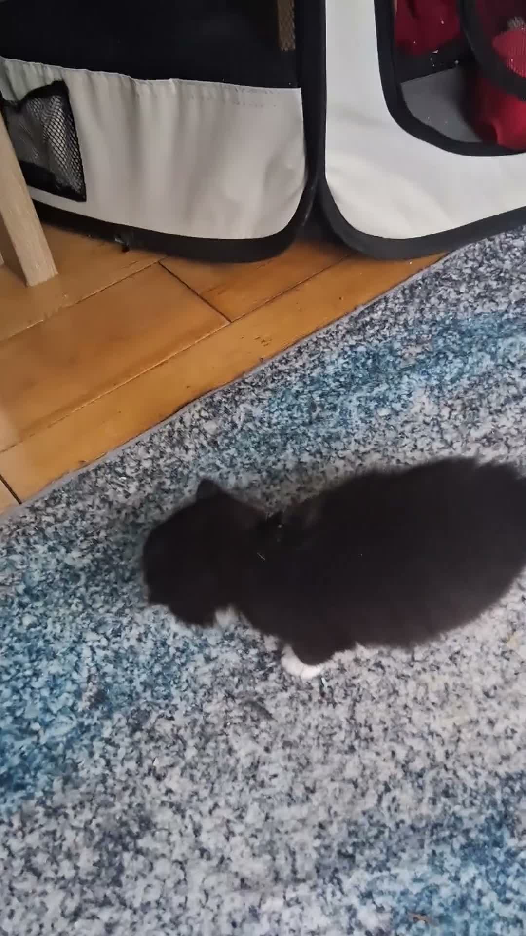 British Longhair cats for sale: Extremely friendly fluff balls - Video 1