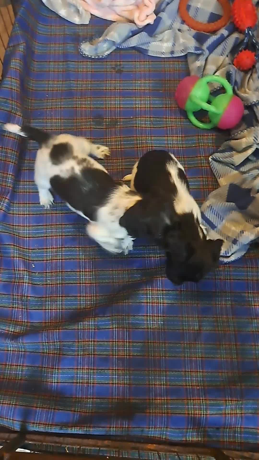 English Springer Spaniel dogs for sale: 1 black and white Springer Dog Pup for sale - Video 3