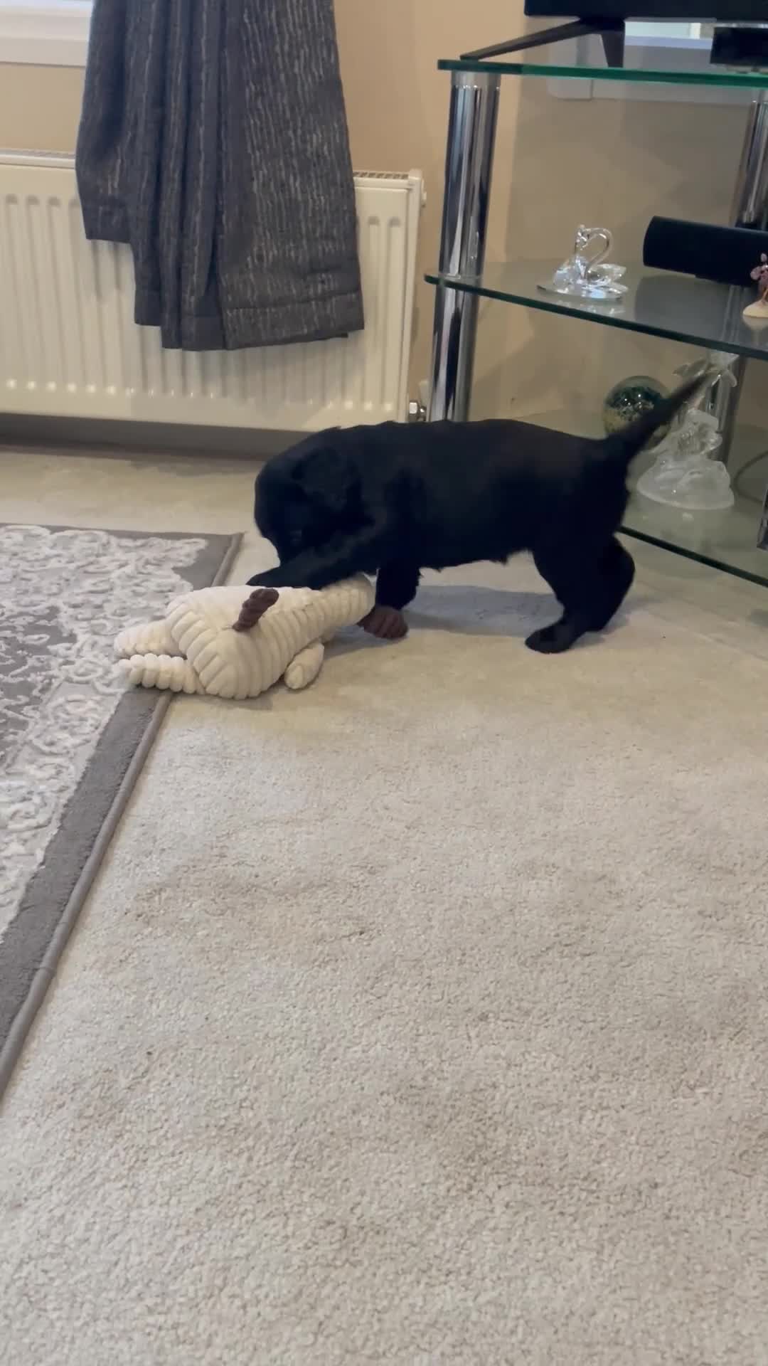 Labradoodle dogs for sale: Gorgeous black labradoodles - Video 2